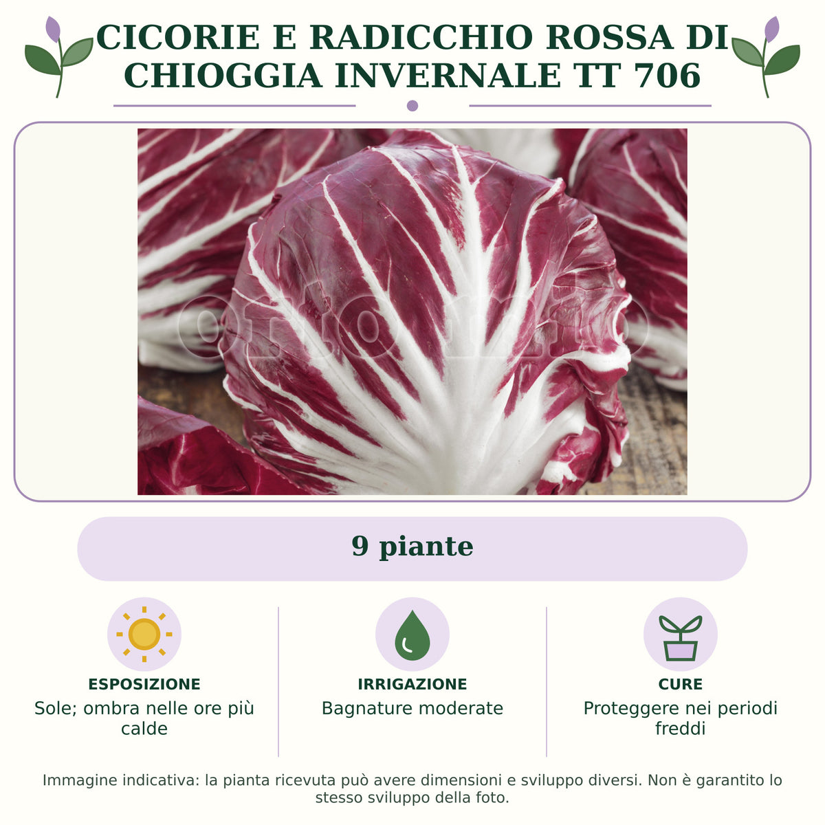 Cicorie e Radicchio rossa di chioggia invernale TT 706: 9 piante. Sole; ombra nelle ore più calde. Bagnature moderate. Proteggere nei periodi freddi. Immagine indicativa.