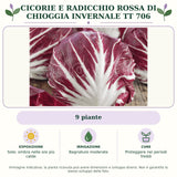 Cicorie e Radicchio rossa di chioggia invernale TT 706: 9 piante. Sole; ombra nelle ore più calde. Bagnature moderate. Proteggere nei periodi freddi. Immagine indicativa.