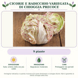 Cicorie e Radicchio variegata di Chioggia precoce: 9 piante. Sole; ombra nelle ore più calde. Bagnature moderate. Proteggere nei periodi freddi. Immagine indicativa.