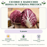Cicorie e Radicchio rossa di Verona precoce: 9 piante. Sole; ombra nelle ore più calde. Bagnature moderate. Proteggere nei periodi freddi. Immagine indicativa.