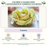 Cicorie e Radicchio Castelfranco tardivo Lucrezia: 9 piante. Sole; ombra nelle ore più calde. Bagnature moderate. Proteggere nei periodi freddi. Immagine indicativa.