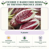 Cicorie e Radicchio rossa di Treviso precoce Zero: 9 piante. Sole; ombra nelle ore più calde. Bagnature moderate. Proteggere nei periodi freddi. Immagine indicativa.