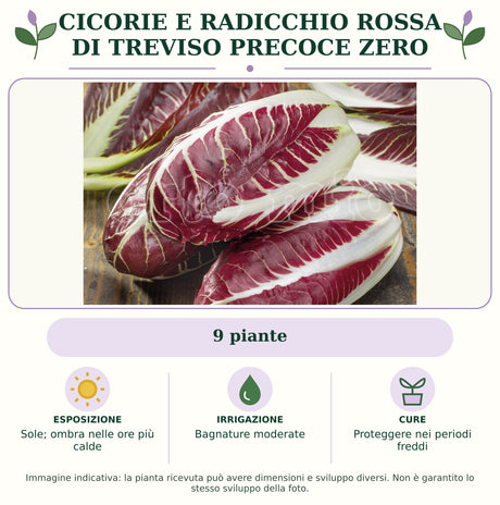 Cicorie e Radicchio rossa di Treviso precoce Zero: 9 piante. Sole; ombra nelle ore più calde. Bagnature moderate. Proteggere nei periodi freddi. Immagine indicativa.