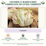 Cicorie e Radicchio variegata di Lusia tardivo: 9 piante. Sole; ombra nelle ore più calde. Bagnature moderate. Proteggere nei periodi freddi. Immagine indicativa.