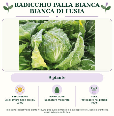 Radicchio palla bianca Bianca di Lusia: 9 piante. Sole; ombra nelle ore più calde. Bagnature moderate. Proteggere nei periodi freddi. Immagine indicativa.