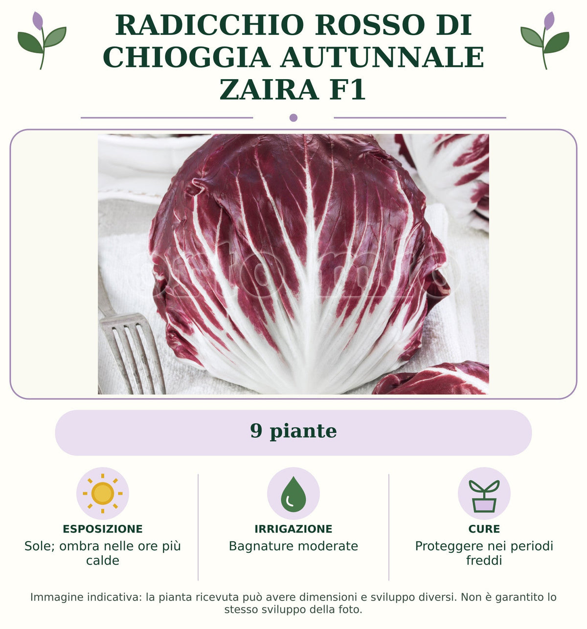 Radicchio rosso di Chioggia autunnale Zaira F1: 9 piante. Sole; ombra nelle ore più calde. Bagnature moderate. Proteggere nei periodi freddi. Immagine indicativa.