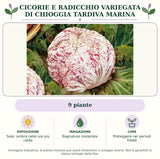 Cicorie e Radicchio variegata di Chioggia tardiva Marina: 9 piante. Sole; ombra nelle ore più calde. Bagnature moderate. Proteggere nei periodi freddi. Immagine indicativa.