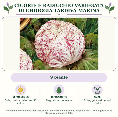 Cicorie e Radicchio variegata di Chioggia tardiva Marina: 9 piante. Sole; ombra nelle ore più calde. Bagnature moderate. Proteggere nei periodi freddi. Immagine indicativa.