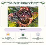 Cicorie e Radicchio rossa di Chioggia autunnale Vasari F1- 9 piante: 9 piante. Sole; ombra nelle ore più calde. Bagnature moderate. Proteggere nei periodi freddi. Immagine indicativa.