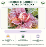 Cicorie e Radicchio Rosa di Verona: 9 piante. Sole; ombra nelle ore più calde. Bagnature moderate. Proteggere nei periodi freddi. Immagine indicativa.