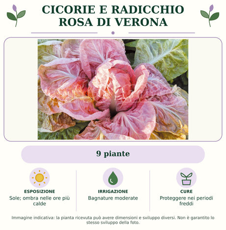 Cicorie e Radicchio Rosa di Verona: 9 piante. Sole; ombra nelle ore più calde. Bagnature moderate. Proteggere nei periodi freddi. Immagine indicativa.
