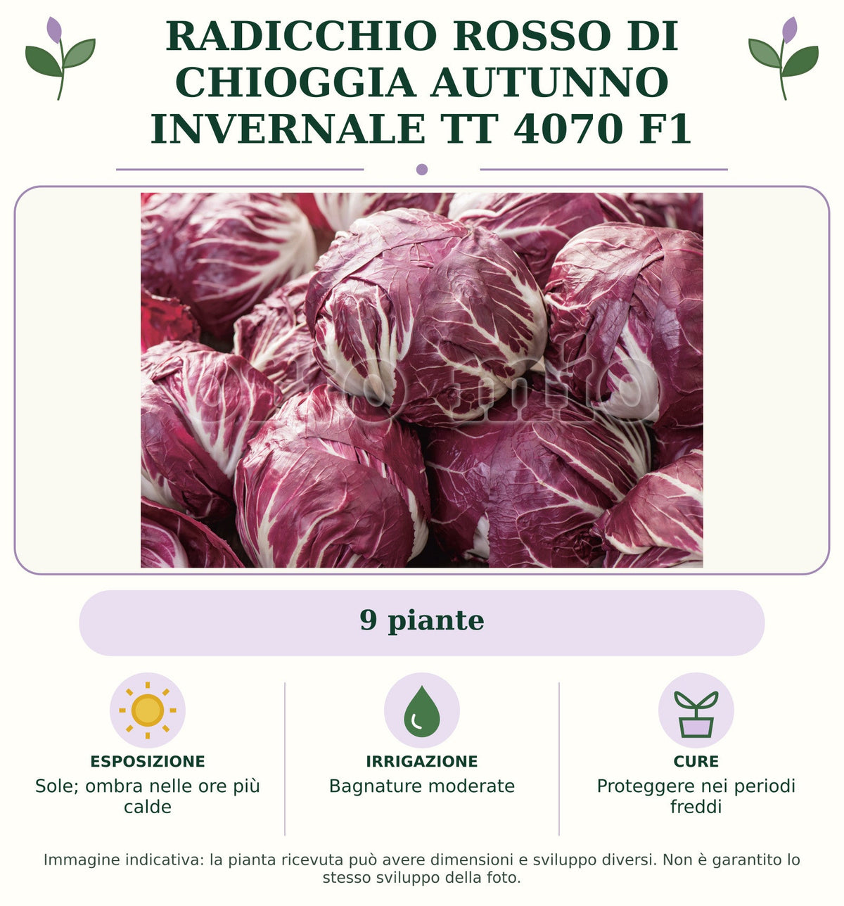 Radicchio rosso di Chioggia autunno invernale TT 4070 F1: 9 piante. Sole; ombra nelle ore più calde. Bagnature moderate. Proteggere nei periodi freddi. Immagine indicativa.