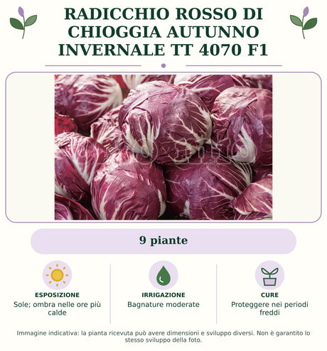 Radicchio rosso di Chioggia autunno invernale TT 4070 F1: 9 piante. Sole; ombra nelle ore più calde. Bagnature moderate. Proteggere nei periodi freddi. Immagine indicativa.