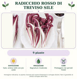 Radicchio rosso di Treviso Sile: 9 piante. Sole; ombra nelle ore più calde. Bagnature moderate. Proteggere nei periodi freddi. Immagine indicativa.