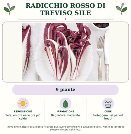 Radicchio rosso di Treviso Sile: 9 piante. Sole; ombra nelle ore più calde. Bagnature moderate. Proteggere nei periodi freddi. Immagine indicativa.
