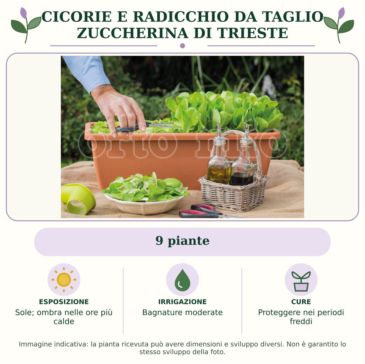 Cicorie e Radicchio da taglio Zuccherina di Trieste: 9 piante. Sole; ombra nelle ore più calde. Bagnature moderate. Proteggere nei periodi freddi. Immagine indicativa.