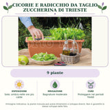 Cicorie e Radicchio da taglio Zuccherina di Trieste: 9 piante. Sole; ombra nelle ore più calde. Bagnature moderate. Proteggere nei periodi freddi. Immagine indicativa.