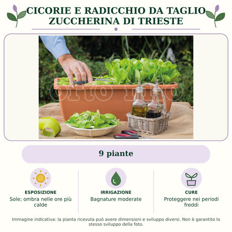 Cicorie e Radicchio da taglio Zuccherina di Trieste: 9 piante. Sole; ombra nelle ore più calde. Bagnature moderate. Proteggere nei periodi freddi. Immagine indicativa.