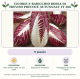 Cicorie e Radicchio Rossa di Treviso precoce autunnale TT 206: 9 piante. Sole; ombra nelle ore più calde. Bagnature moderate. Proteggere nei periodi freddi. Immagine indicativa.