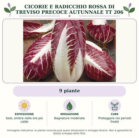 Cicorie e Radicchio Rossa di Treviso precoce autunnale TT 206: 9 piante. Sole; ombra nelle ore più calde. Bagnature moderate. Proteggere nei periodi freddi. Immagine indicativa.