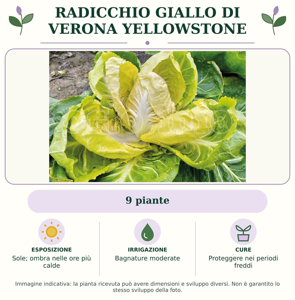 Radicchio giallo di Verona Yellowstone: 9 piante. Sole; ombra nelle ore più calde. Bagnature moderate. Proteggere nei periodi freddi. Immagine indicativa.