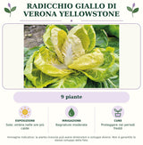 Radicchio giallo di Verona Yellowstone: 9 piante. Sole; ombra nelle ore più calde. Bagnature moderate. Proteggere nei periodi freddi. Immagine indicativa.