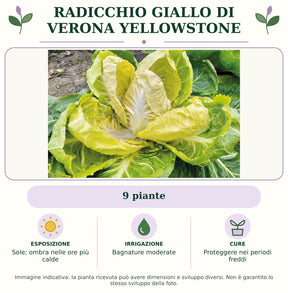 Radicchio giallo di Verona Yellowstone: 9 piante. Sole; ombra nelle ore più calde. Bagnature moderate. Proteggere nei periodi freddi. Immagine indicativa.