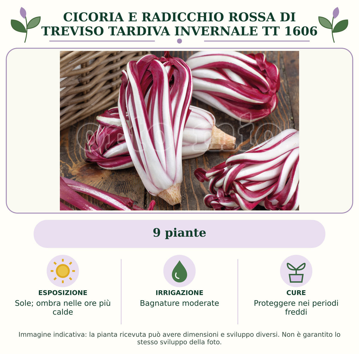 Cicoria e Radicchio rossa di Treviso tardiva invernale TT 1606: 9 piante. Sole; ombra nelle ore più calde. Bagnature moderate. Proteggere nei periodi freddi. Immagine indicativa.