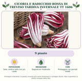 Cicoria e Radicchio rossa di Treviso tardiva invernale TT 1606: 9 piante. Sole; ombra nelle ore più calde. Bagnature moderate. Proteggere nei periodi freddi. Immagine indicativa.