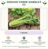 Sedano verde Darklet F1: 6 piante. Sole; ombra nelle ore più calde. Lasciare asciugare la superficie. Sarchiare, pacciamare in estate e riparare nel freddo.. Immagine indicativa.
