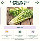 Sedano Dorato Galatea F1: 6 piante. Sole; ombra nelle ore più calde. Lasciare asciugare la superficie. Sarchiare, pacciamare in estate e riparare nel freddo.. Immagine indicativa.