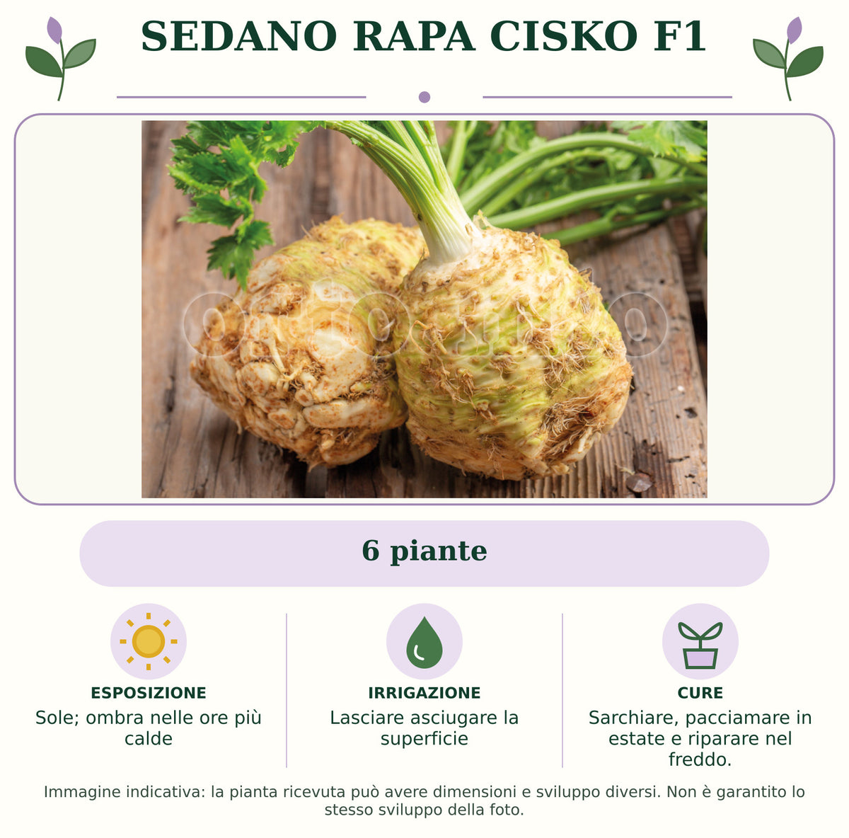 Sedano rapa Cisko F1: 6 piante. Sole; ombra nelle ore più calde. Lasciare asciugare la superficie. Sarchiare, pacciamare in estate e riparare nel freddo.. Immagine indicativa.