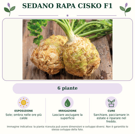 Sedano rapa Cisko F1: 6 piante. Sole; ombra nelle ore più calde. Lasciare asciugare la superficie. Sarchiare, pacciamare in estate e riparare nel freddo.. Immagine indicativa.
