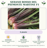 Sedano rosso del Piemonte Martine F1: 6 piante. Sole; ombra nelle ore più calde. Lasciare asciugare la superficie. Sarchiare, pacciamare in estate e riparare nel freddo.. Immagine indicativa.