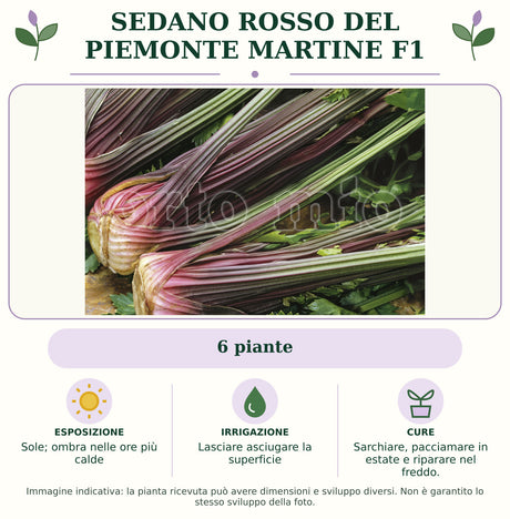 Sedano rosso del Piemonte Martine F1: 6 piante. Sole; ombra nelle ore più calde. Lasciare asciugare la superficie. Sarchiare, pacciamare in estate e riparare nel freddo.. Immagine indicativa.