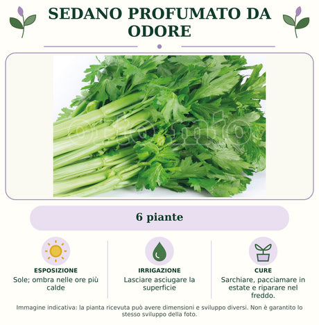 Sedano profumato da odore: 6 piante. Sole; ombra nelle ore più calde. Lasciare asciugare la superficie. Sarchiare, pacciamare in estate e riparare nel freddo.. Immagine indicativa.