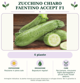Zucchino Chiaro faentino Accept F1: 4 piante. Posizione in pieno sole. Bagnature regolari. Pacciamare, rimuovere foglie danneggiate e piccoli frutti iniziali deformi.. Immagine indicativa.