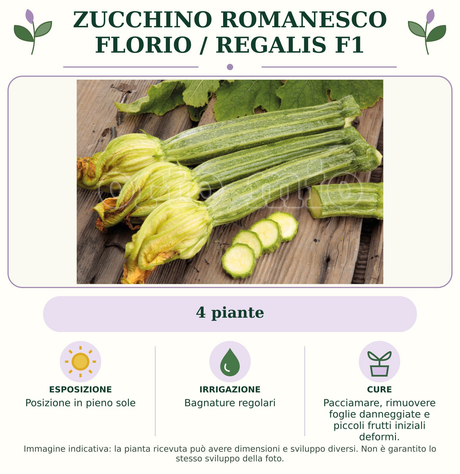 Zucchino romanesco Florio / Regalis F1: 4 piante. Posizione in pieno sole. Bagnature regolari. Pacciamare, rimuovere foglie danneggiate e piccoli frutti iniziali deformi.. Immagine indicativa.
