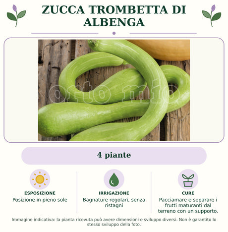 Zucca Trombetta di Albenga: 4 piante. Posizione in pieno sole. Bagnature regolari, senza ristagni. Pacciamare e separare i frutti maturanti dal terreno con un supporto.. Immagine indicativa.