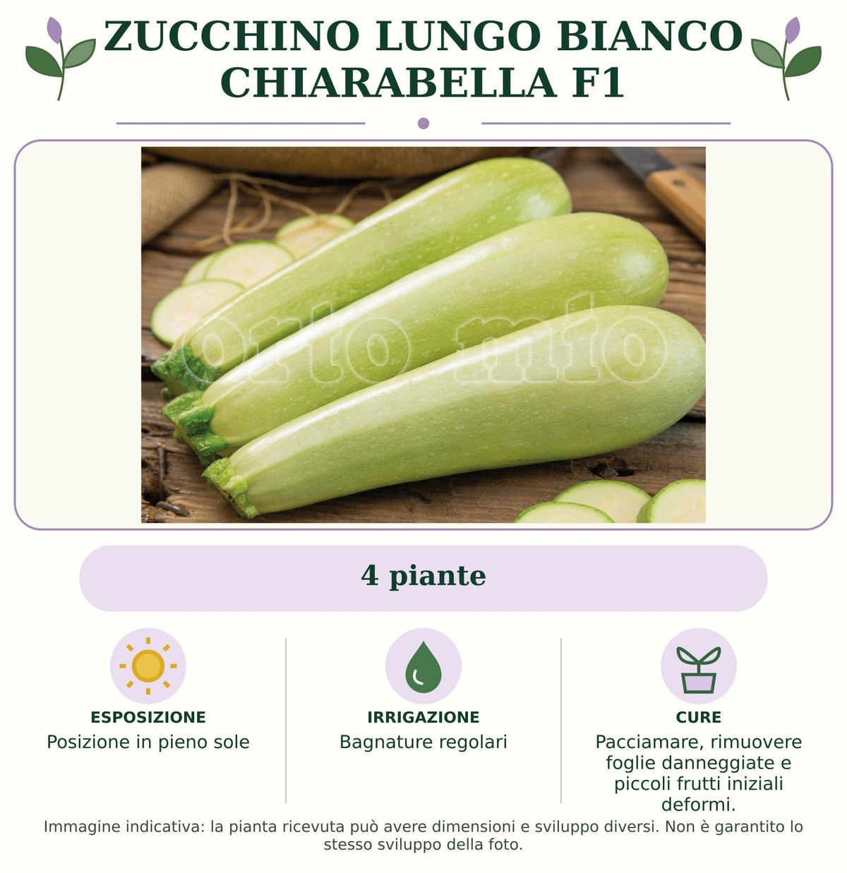 Zucchino Lungo bianco Chiarabella F1: 4 piante. Posizione in pieno sole. Bagnature regolari. Pacciamare, rimuovere foglie danneggiate e piccoli frutti iniziali deformi.. Immagine indicativa.