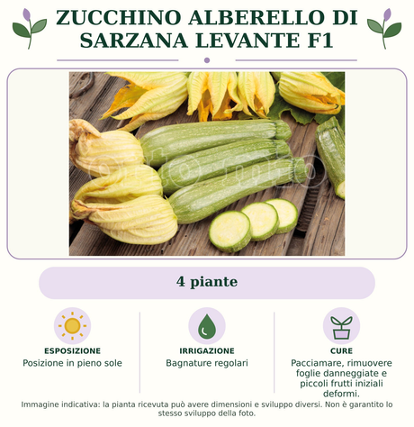 Zucchino alberello di Sarzana Levante F1: 4 piante. Posizione in pieno sole. Bagnature regolari. Pacciamare, rimuovere foglie danneggiate e piccoli frutti iniziali deformi.. Immagine indicativa.