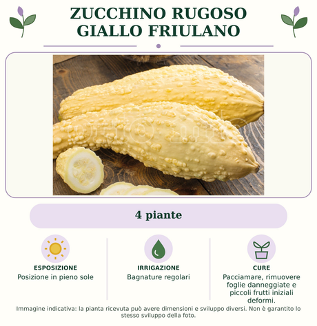 Zucchino rugoso giallo friulano: 4 piante. Posizione in pieno sole. Bagnature regolari. Pacciamare, rimuovere foglie danneggiate e piccoli frutti iniziali deformi.. Immagine indicativa.