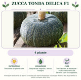 Zucca tonda Delica F1: 4 piante. Posizione in pieno sole. Bagnature regolari, senza ristagni. Pacciamare e separare i frutti maturanti dal terreno con un supporto.. Immagine indicativa.