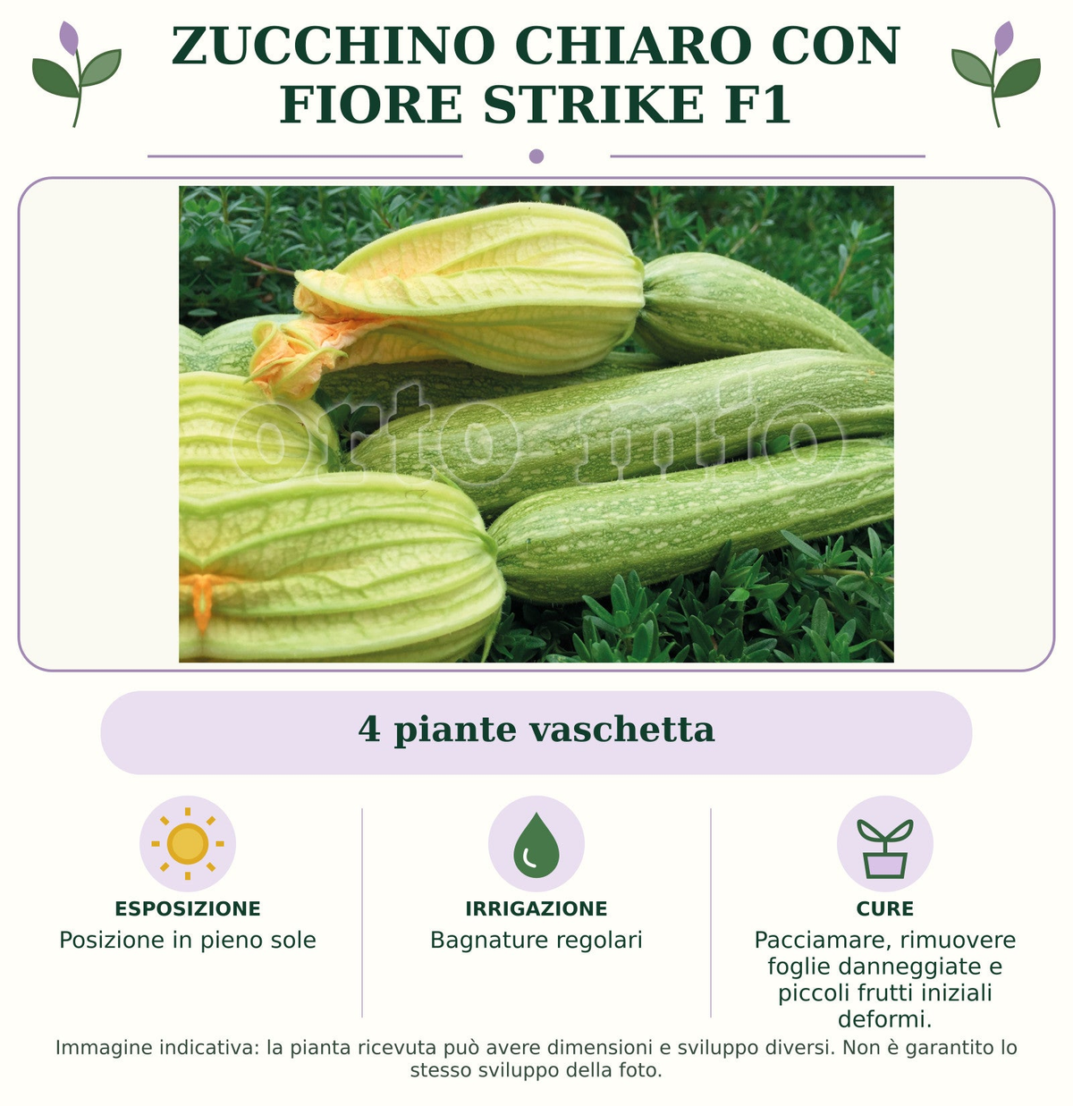 Zucchino Chiaro con fiore Strike F1: 4 piante vaschetta. Posizione in pieno sole. Bagnature regolari. Pacciamare, rimuovere foglie danneggiate e piccoli frutti iniziali deformi.. Immagine indicativa.