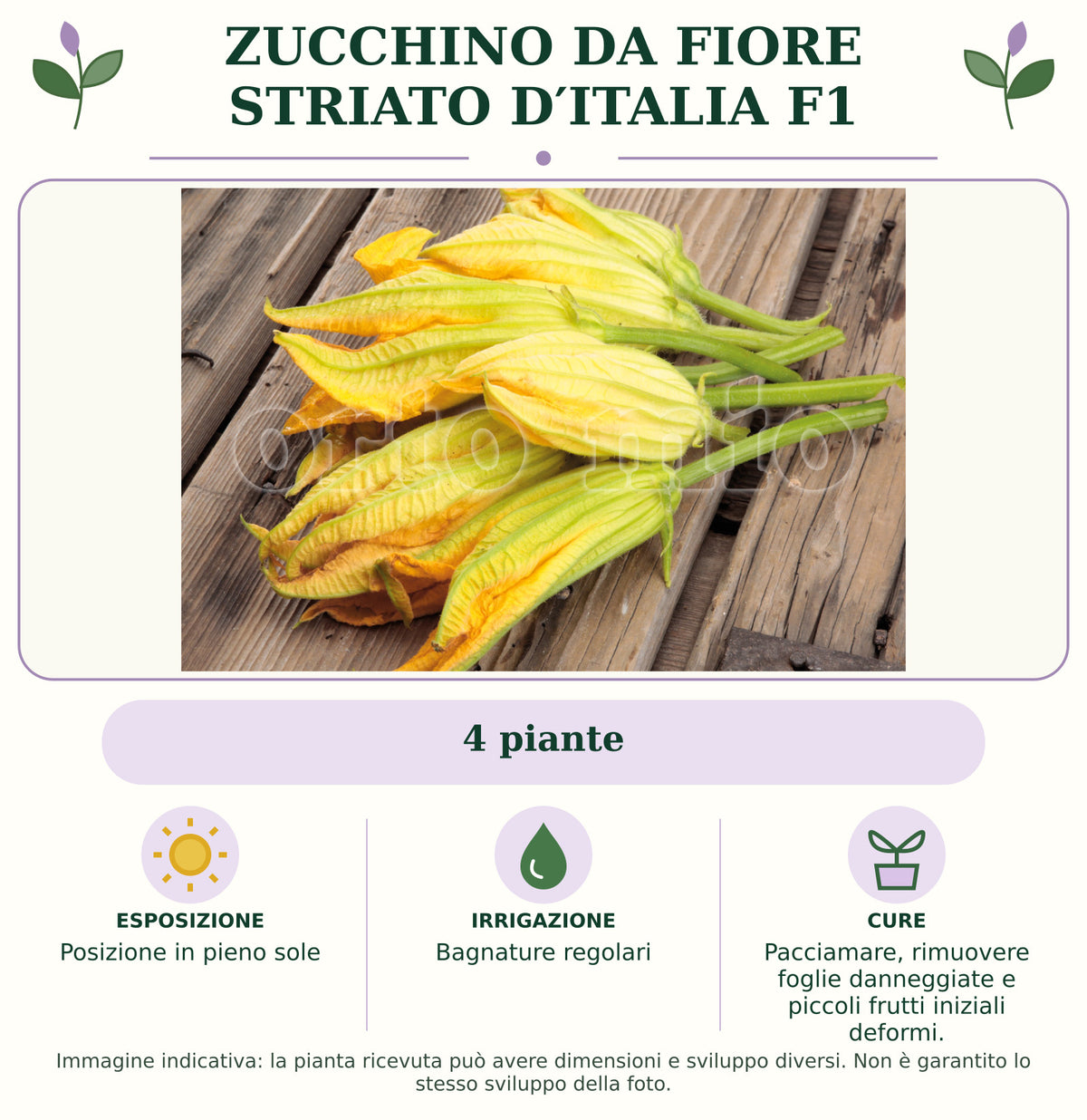Zucchino da Fiore Striato d′Italia F1: 4 piante. Posizione in pieno sole. Bagnature regolari. Pacciamare, rimuovere foglie danneggiate e piccoli frutti iniziali deformi.. Immagine indicativa.