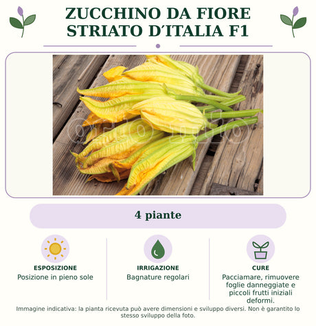 Zucchino da Fiore Striato d′Italia F1: 4 piante. Posizione in pieno sole. Bagnature regolari. Pacciamare, rimuovere foglie danneggiate e piccoli frutti iniziali deformi.. Immagine indicativa.