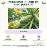 Zucchino Chiaro da palo Joker F1: 4 piante. Posizione in pieno sole. Bagnature regolari. Pacciamare, rimuovere foglie danneggiate e piccoli frutti iniziali deformi.. Immagine indicativa.
