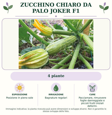 Zucchino Chiaro da palo Joker F1: 4 piante. Posizione in pieno sole. Bagnature regolari. Pacciamare, rimuovere foglie danneggiate e piccoli frutti iniziali deformi.. Immagine indicativa.