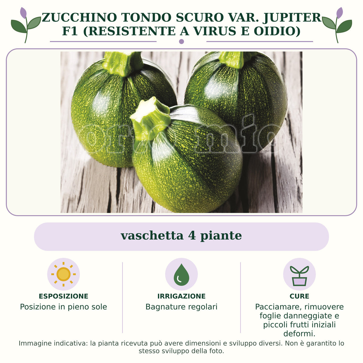Zucchino Tondo scuro var. Jupiter F1 (resistente a virus e Oidio): vaschetta 4 piante. Posizione in pieno sole. Bagnature regolari. Pacciamare, rimuovere foglie danneggiate e piccoli frutti iniziali deformi.. Immagine indicativa.