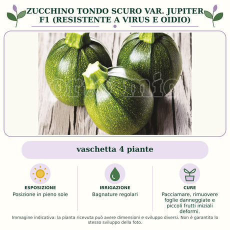 Zucchino Tondo scuro var. Jupiter F1 (resistente a virus e Oidio): vaschetta 4 piante. Posizione in pieno sole. Bagnature regolari. Pacciamare, rimuovere foglie danneggiate e piccoli frutti iniziali deformi.. Immagine indicativa.